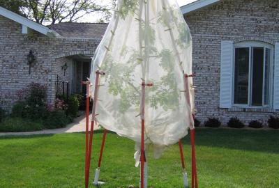 Oak sapling enclosed in mesh fabric to deter cicadas