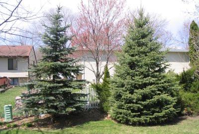 Two blue spruce trees about 12 feet tall in yard 