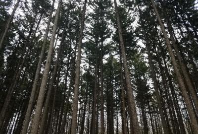 Spruce Plot at The Morton Arboretum, grove of tall spruce trees