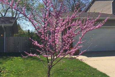 Small redbud tree in bloom in yard
