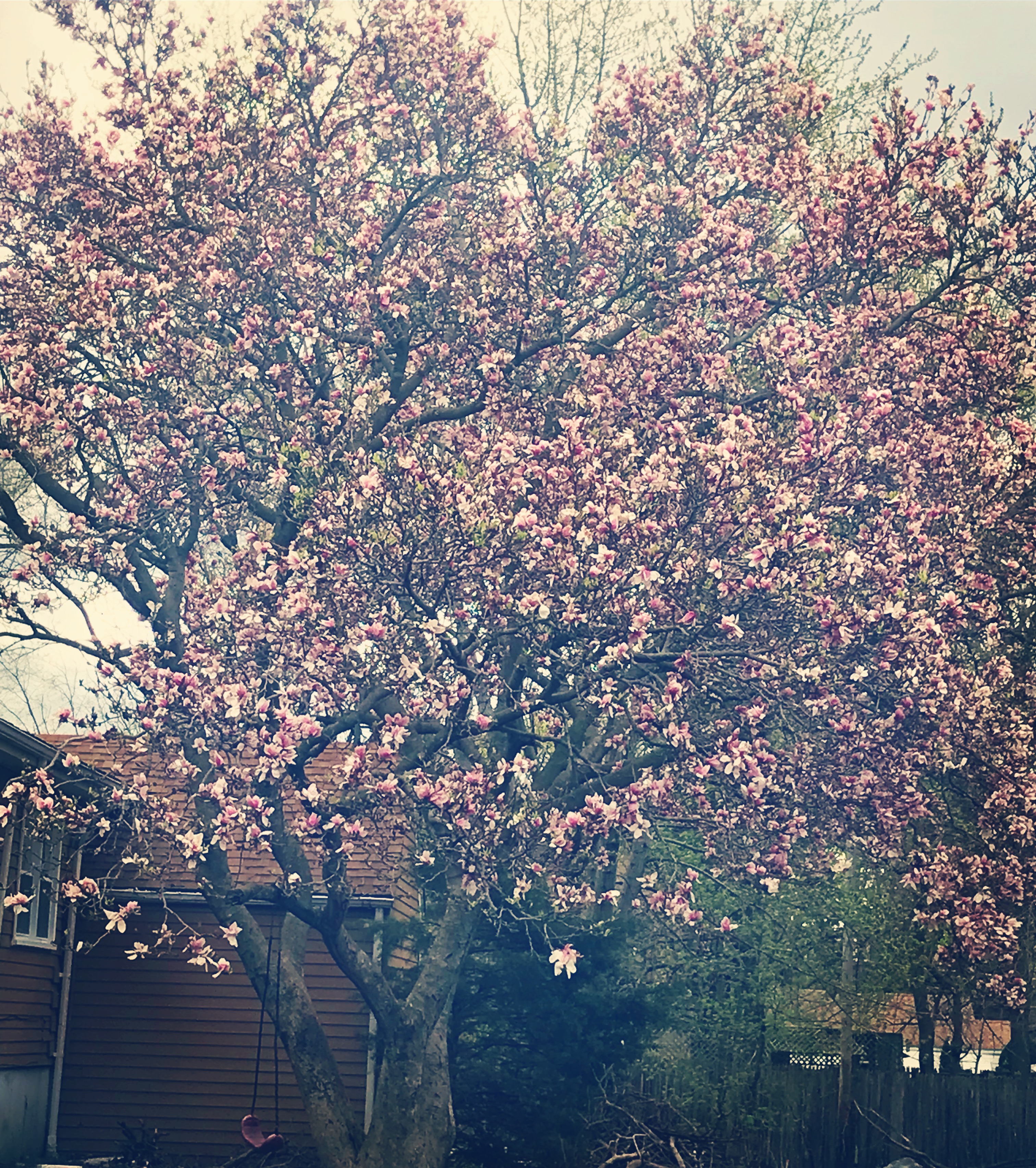 Photo of a magnolia tree with pink flowers