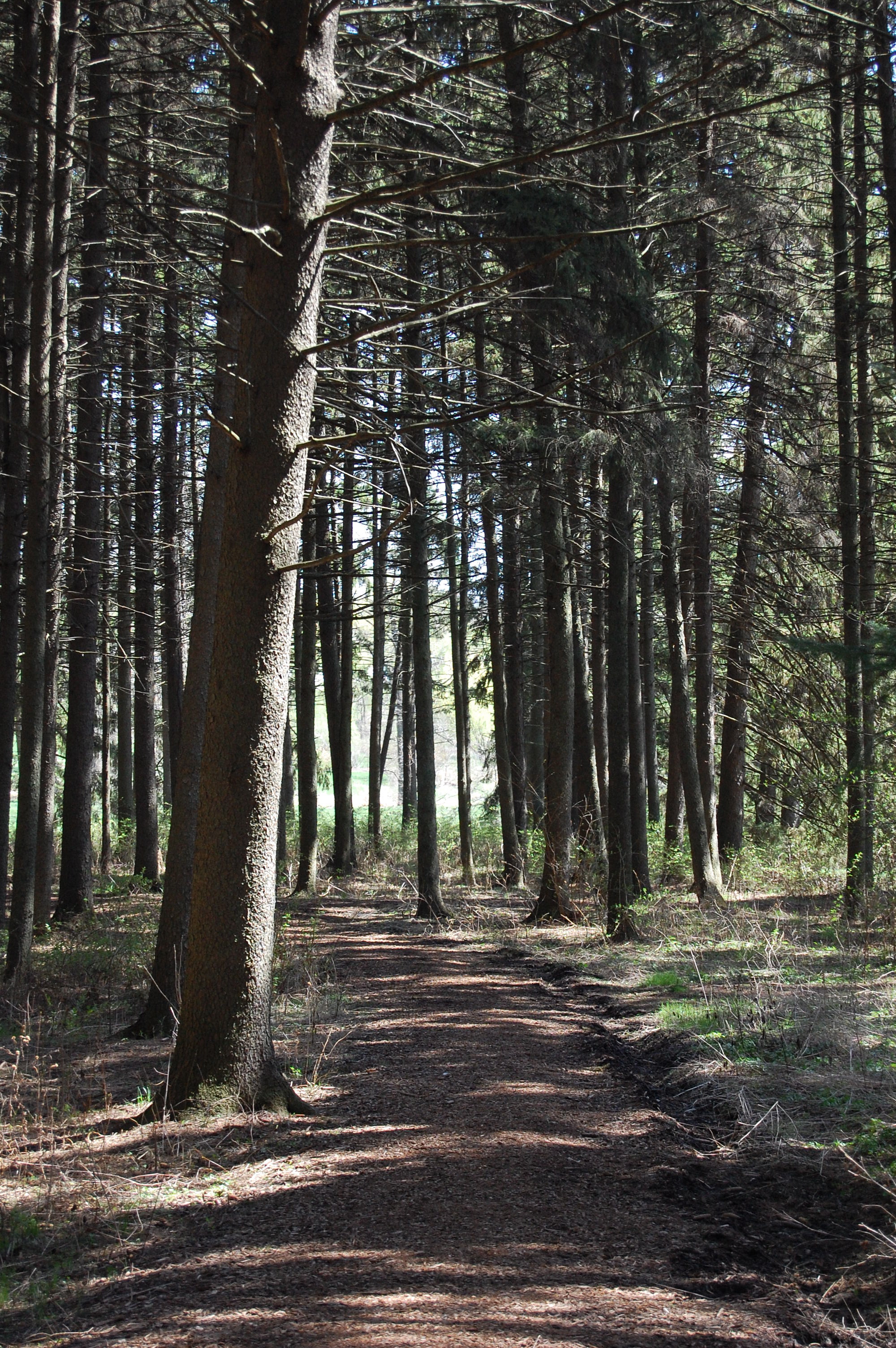 Photo of Spruce Plot at The Morton Arboretum, a grove of tall spruce trees