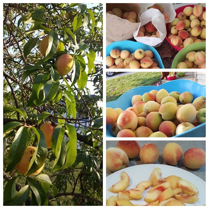 Peach tree produce