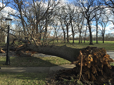 Fallen large oak tree lying on ground