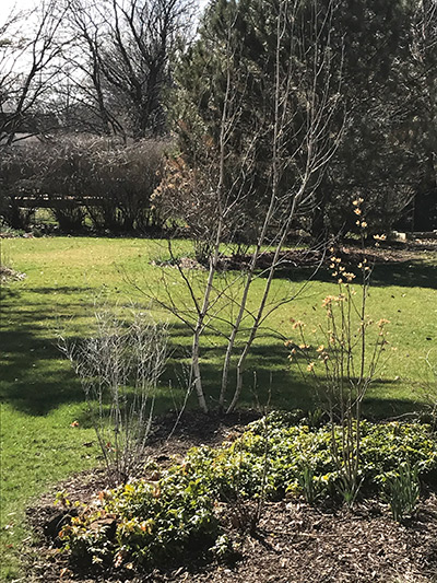 Newly planted whitespire birch in landscape